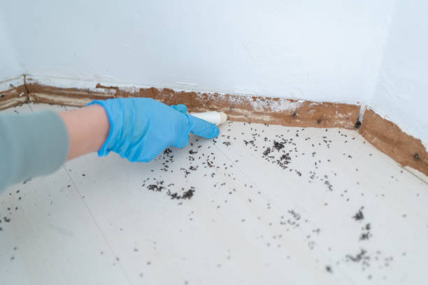 Professional Pest Control in Walford, IA